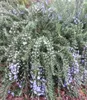A close-up view of a flowering rosemary bush. Produktbild-Vorschau