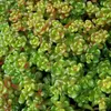 6 x oregonský greaseleaf - Sedum oreganum | Kvetináč 9cm x Náhľad obrázku produktu 2