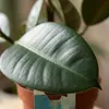 Green boutiQ - Zimmerpflanze - Gummibaum - Ficus Elastica Produktbild-Vorschau 4