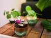 Gardners Tradescantia albiflora NANOUK, priemer 6-7,5 cm Náhľad obrázku produktu 3