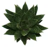 Sukulenty – Gasteria D Due – Gasterie – květináč 8,5 cm Náhled obrázku produktu 2