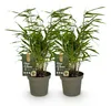 Green boutiQ - Bamboe - Fargesia rufa - Groen - 2 Planten - Voir les images du produit 1