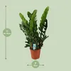 Štastná rostlina Zamioculcas Zamiifolia, pokojová rostlina, Náhled obrázku produktu 2