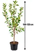 Apfelbaum 'Summerred' 100–120 cm – Malus domestica, varietà Anteprima dell’immagine prodotto 5