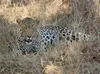 CALVENDO Puzzle Leopard 2000 Teile Puzzle quer | 2000 Teile Produktbild-Vorschau 3