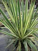 Palmlilie ´BRIGHT EDGE´ 30-40 cm, Cont. 2,5 l Produktbild-Vorschau 7