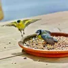 Mangime per uccelli selvatici, Cibo per uccelli, Grasso per Anteprima dell’immagine prodotto 3