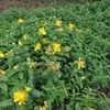 6 x Erba di San Giovanni - Hypericum calycinum | vaso 9 cm Anteprima dell’immagine prodotto 2