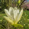 Magnolie Fiume Giallo 2L Anteprima dell’immagine prodotto 12