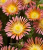 BALDUR Garten 3er Winterharte Eisblumen Summer Mix, Produktbild-Vorschau 4