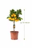 Mandarine Satsuma (Citrus unshiu) – Mandariniers résistants Voir les images du produit 5