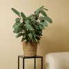 Bloomique - Calathea Compactstar - Korbmarante - Produktbild-Vorschau 2