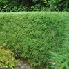 Lot de 6 bambous Fargesia rufa, bambou de jardin à feuilles Voir les images du produit 1