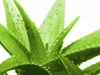 Acti-Vera 0,5 l BioBizz Vitaliser Grow & Soil/Coco Náhled obrázku produktu 11