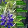 Samenshop24® Düngelupinen "Blaue Lupine", Gründünger & Produktbild-Vorschau 3