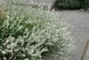 Stauden Gänge 1 x Lavandula angustifolia 'Alba' - Echter Produktbild-Vorschau 4