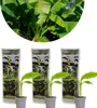 Bloomique - Lot de 3 - Musa Basjoo - Bananier du Japon - Voir les images du produit 1