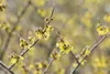 Hamamelis intermedia 'Arnold Promise', Zaubernuss, gelb, Produktbild-Vorschau 4