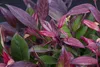 Leucothoe walteri 'Scarletta', Schattenglöckchen, rot, Produktbild-Vorschau 1
