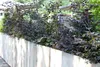 Blutbuche Purpurea 60-100 cm, im Topf - Fagus sylvatica Produktbild-Vorschau 7