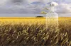 A clear glass bottle of vodka stands in a field of golden wheat under a cloudy sky. Produktbild-Vorschau