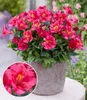 BALDUR Garten Winterharte Alstromeria Incalys® 'Cherry', 1 Produktbild-Vorschau 1