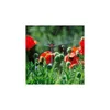 Micro-asperseur Multisurfaces Micro-drip Blister 2 Pces Voir les images du produit 4