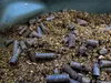 Euro Carp Booster XXL 1000 ml Knoblauch x 2 Stück Produktbild-Vorschau 13