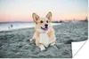 MuchoWow® Poster Hund am Strand 60x40 cm - Produktbild-Vorschau 2