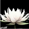 ARTland Glasbild Zwei Lotusblumen auf dem Wasser Größe: Produktbild-Vorschau 1