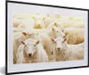 MuchoWow® Gerahmtes Poster Schafe - Wolle - Weiß 60x40 cm - Produktbild-Vorschau 1