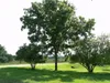 Schwarze Walnuss (Juglans nigra)  - 2 Samen Produktbild-Vorschau 3