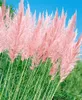 Cortaderia selloana 'Rosea', Pampasgras, rosa, 3-5 Liter Produktbild-Vorschau 2