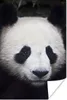 MuchoWow® Poster Panda - Porträt - Schwarz - Weiß 80x120 cm Produktbild-Vorschau 1