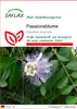 SAFLAX - Passionsblume - Passiflora incarnata - 5 Samen Produktbild-Vorschau 1