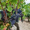 Winorośl właściwa - 3 szt - Vitis vinifera 'Cabernet' - Podgląd zdjęcia produktu 4