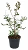Lagerstroemia indica Rosea Nova, 40–60 cm – Roze Productafbeelding-voorbeeld 4