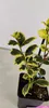 Sada 4 zlatistých cesmín - Ilex aquifolium "Golden van Tol" Náhľad obrázku produktu 2
