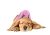 Cozy Dog, knuffel voor honden, konijn, roze Productafbeelding-voorbeeld 3