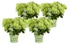Dehner Bodendecker-Rispenhortensie Groundbreaker® Greeny™, Produktbild-Vorschau 1