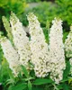 Buddleja 'White Profusion', Schmetterlingsflieder, weiß, Produktbild-Vorschau 5