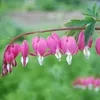 6 x Hohe Herzblume - Dicentra spectabilis | Topf 9cm x 9cm Voir les images du produit 2