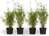 Four potted bamboo plants are displayed against a white background. Produktbild-Vorschau