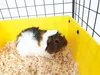 C&C 5x2 Modulkäfig für Meerschweinchen, Kaninchen, Igel, Produktbild-Vorschau 7