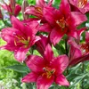 Lilien Zwiebeln Winterhart Mehrjährig - Purple Prince Produktbild-Vorschau 1