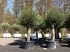 2x Olivenbaum Olive "60 Jahre" 200 - 240 cm, beste Produktbild-Vorschau 1