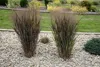 Stauden Gänge 1 x Panicum virgatum 'Nosferatu' im 1 Liter Produktbild-Vorschau 2