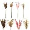 Pampasgras 12er Set 4 Farben Dekogras H90-100cm Produktbild-Vorschau 8