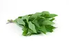 Zitronenverbene, im Topf - Aloysia triphylla Produktbild-Vorschau 8