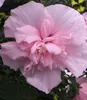 BALDUR Garten 1x Gefüllter Hibiskus Chiffon pink, Pflanze Produktbild-Vorschau 1